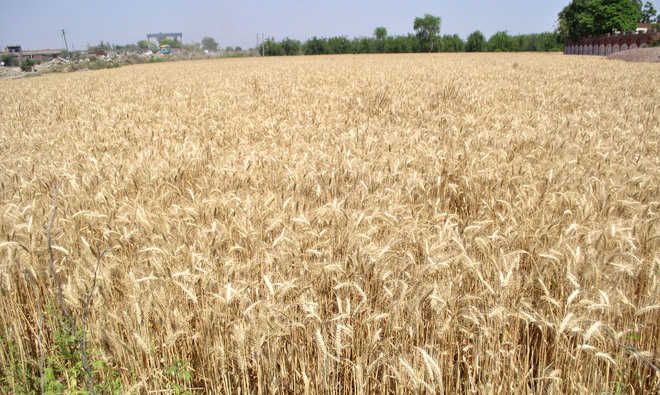 Govt wheat procurement rises by 35%, 341.77 LMT procured on MSP from 34.57 lakh farmers