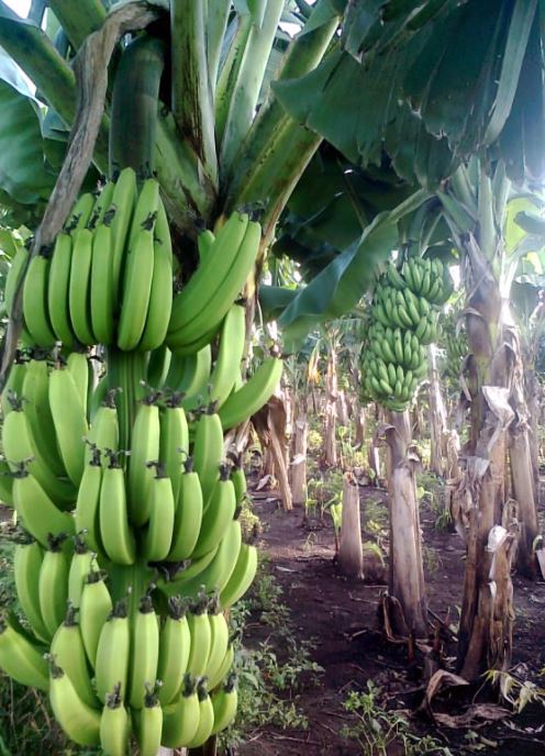GI certified Jalgaon banana exported to Dubai